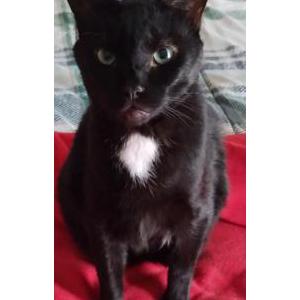 Lost Cat Tux