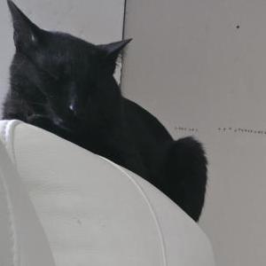 Lost Cat Colby