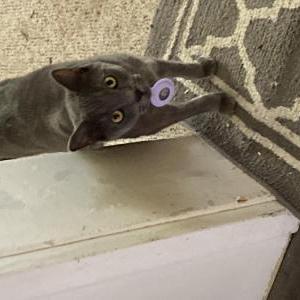 Lost Cat Remy