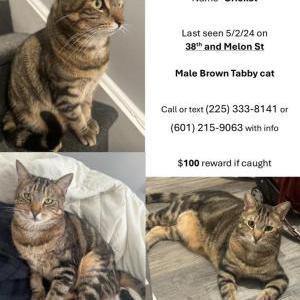 Lost Cat Cricket