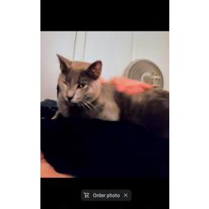 Lost Cat Ozzy
