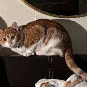 Lost Cat Sailor
