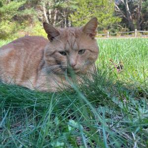 Lost Cat CHUBBS