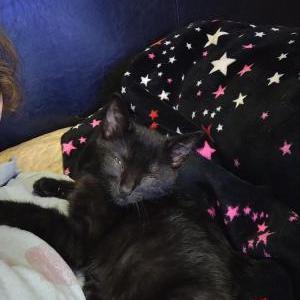 Lost Cat Smokie