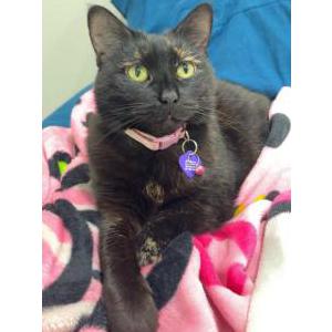 Lost Cat Buffy