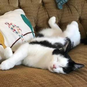 Lost Cat Parfait