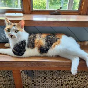 Lost Cat Pixie