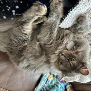 Lost Cat Sage