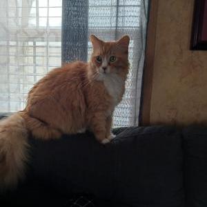 Lost Cat Simon