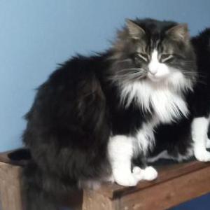 Lost Cat Elwood
