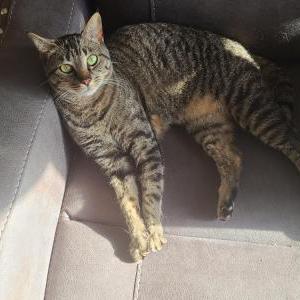 Lost Cat Aria