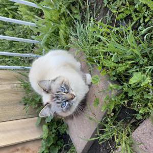 Lost Cat Polina (Snowflake)