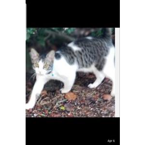 Image of Johnny, Lost Cat