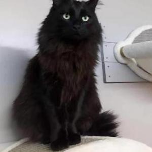 Lost Cat Oakley
