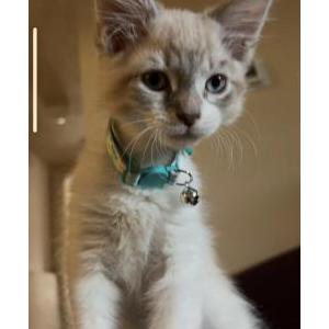 Lost Cat Tantor