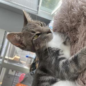Lost Cat Mews
