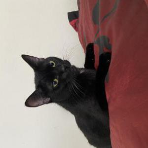 Image of Nova, Lost Cat