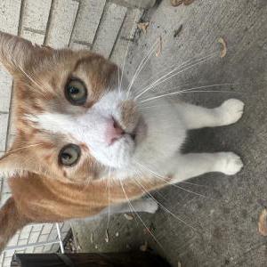 Found Cat unknown