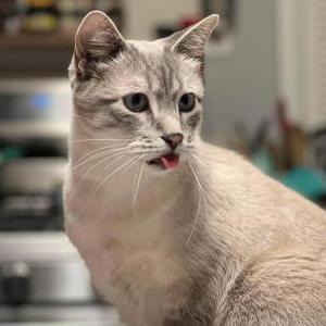 Lost Cat Nick
