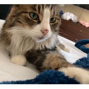 Lost Cat Sola