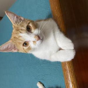 Lost Cat Saybrook