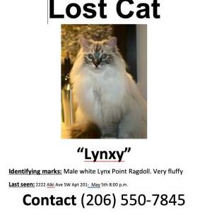 Image of Lynxy, Lost Cat