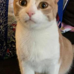 Lost Cat Tiger