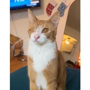 Image of Fetty, Lost Cat