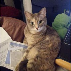 Lost Cat Willow