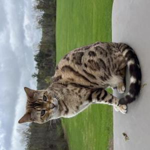 Lost Cat Elliot