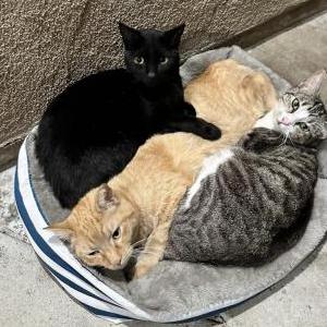 Lost Cat Kiuku