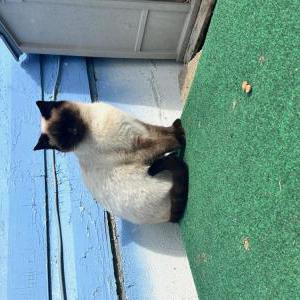 Lost Cat Symi
