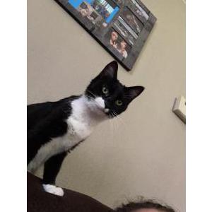 Lost Cat Luna