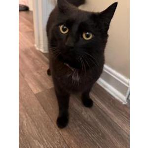 Found Cat Unknown