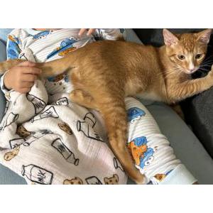 Lost Cat Renji