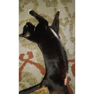 Lost Cat LuLu
