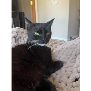 Image of Lil Mama, Lost Cat
