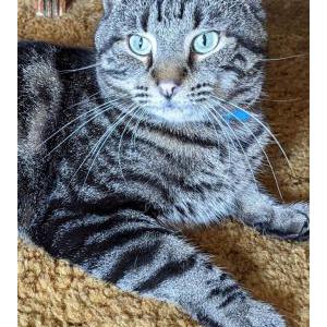 Lost Cat George