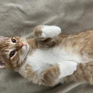 Lost Cat Sunny