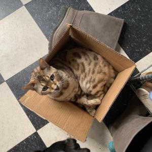 Lost Cat elliot