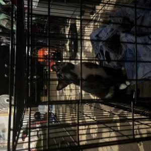 Found Cat Unknown