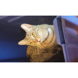 Lost Cat Loki