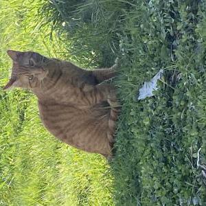 Lost Cat Benino