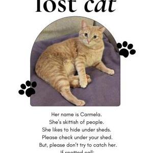 Lost Cat Carmela