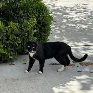 Image of Unknown, Found Cat
