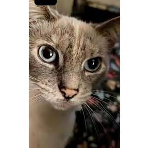 Lost Cat Jasmine