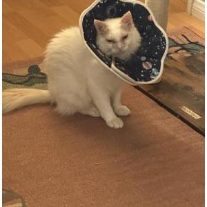 Image of Snowflake/Theodore, Lost Cat