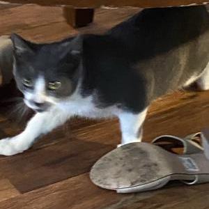 Image of Smudge, Lost Cat