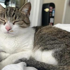 Lost Cat Petunia