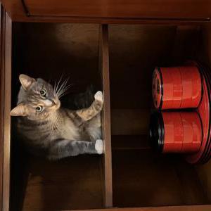 Lost Cat SKYE